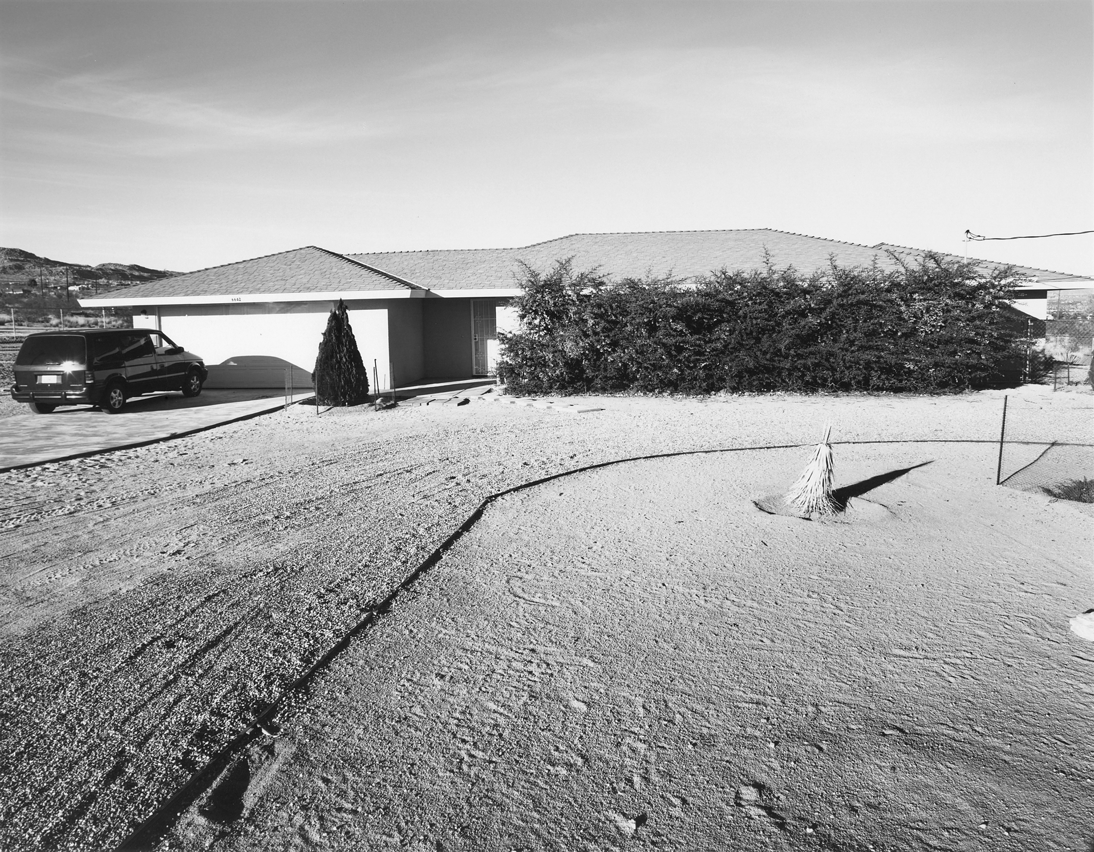Joshua Tree #8