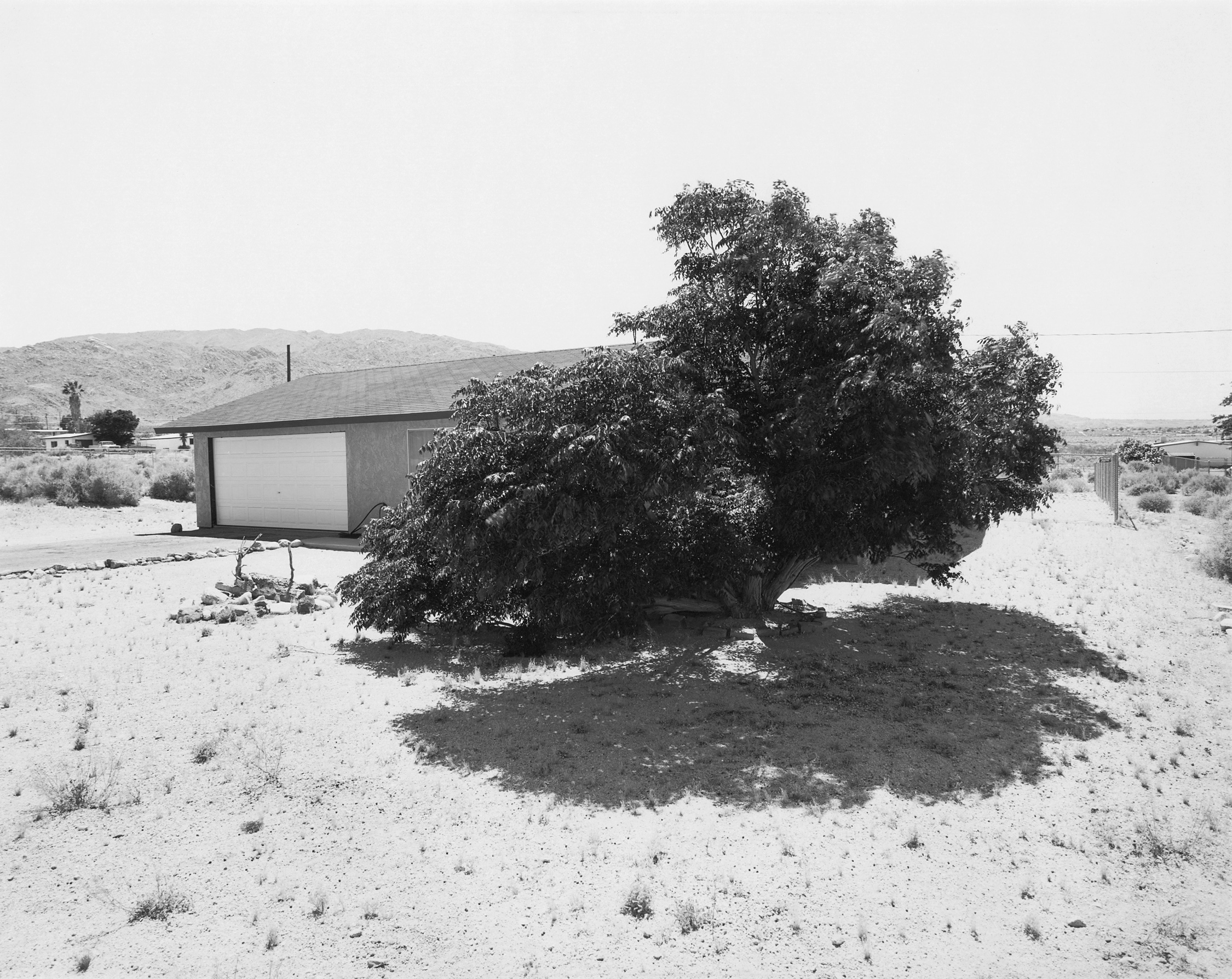 Joshua Tree #13