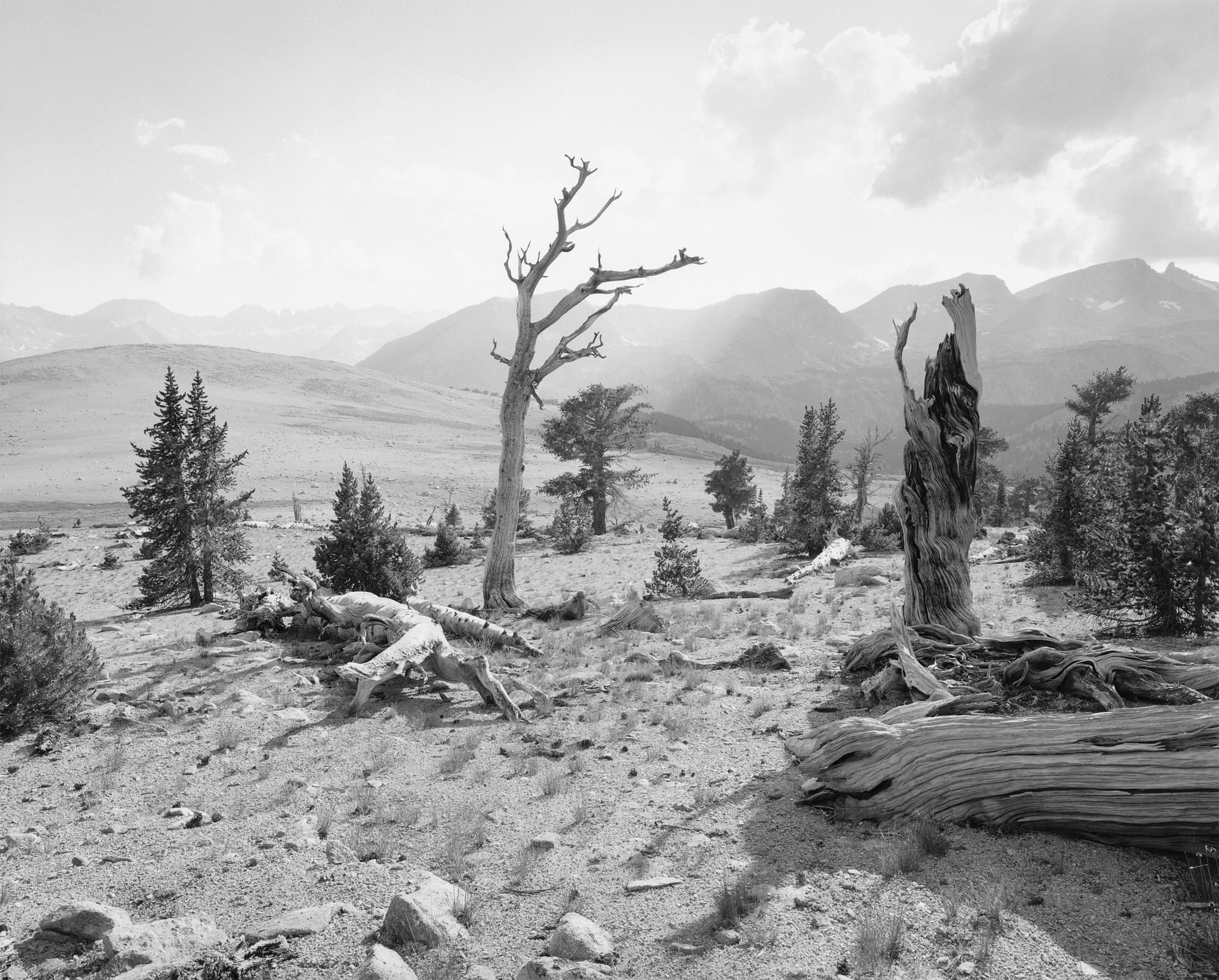 Bighorn Plateau #3