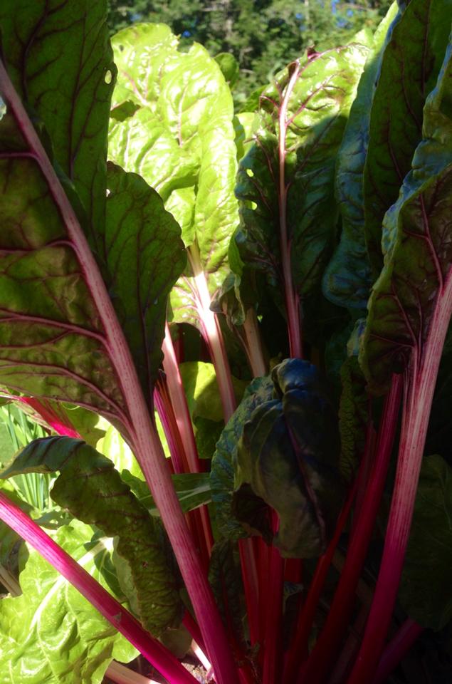 Swiss Chard