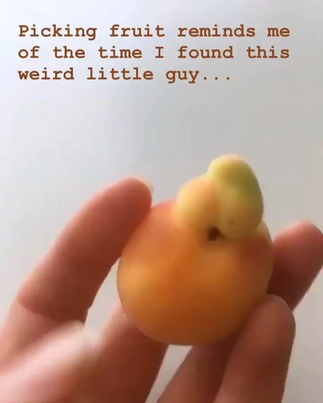He&rsquo;s not flawed, he&rsquo;s flawless. The many looks of an imperfect apricot. #imperfectfruit .
.
#EmojiArt #FreshFruit #Neature #weirdfruit #apricot #imperfect #WorldEmojiDay