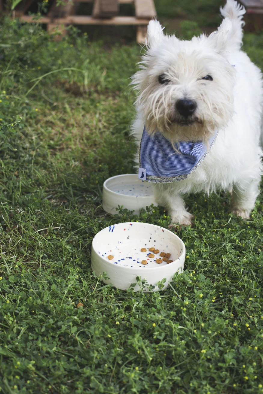*Nuestro gordi con su bandana de The painter's wife y estenando su comedero.