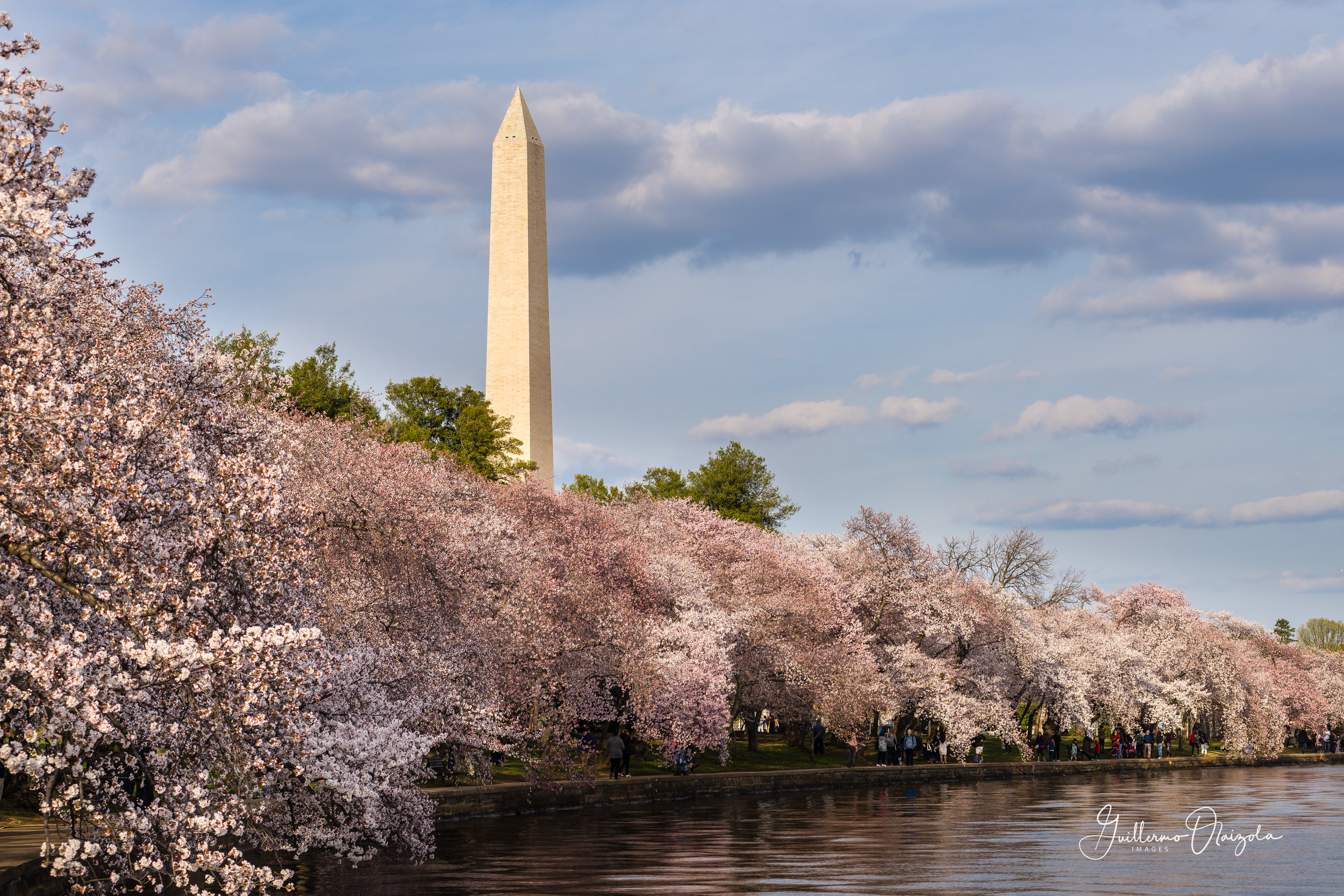 Washington Monument &amp; Cherry Blossoms