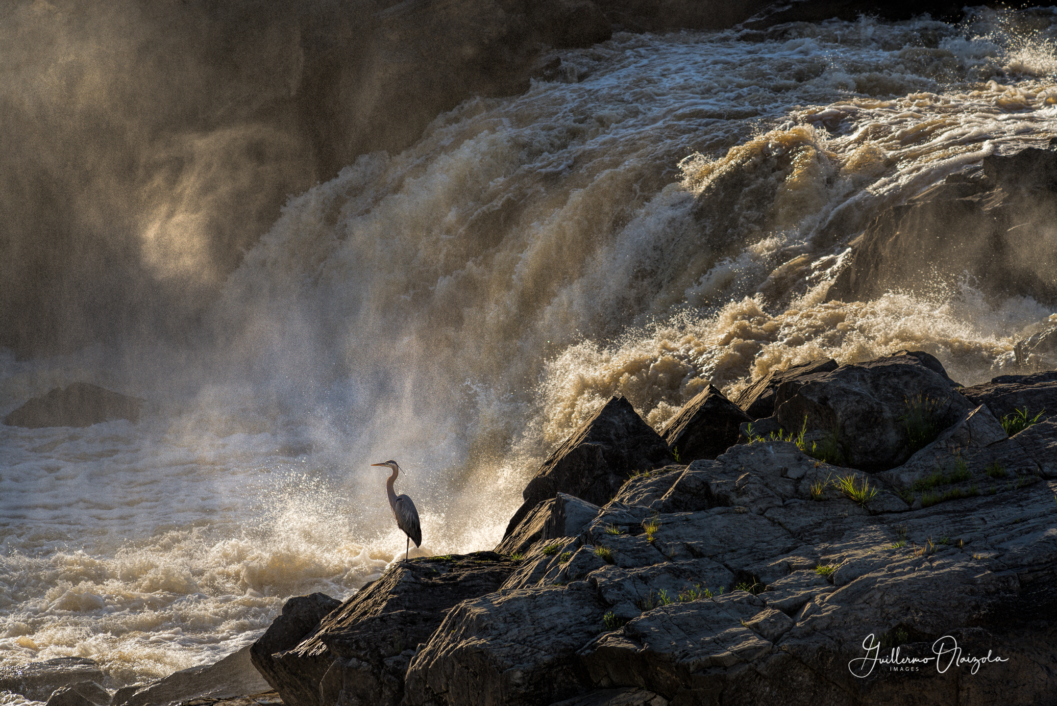 Great Blue Heron - Potomac Great Falls