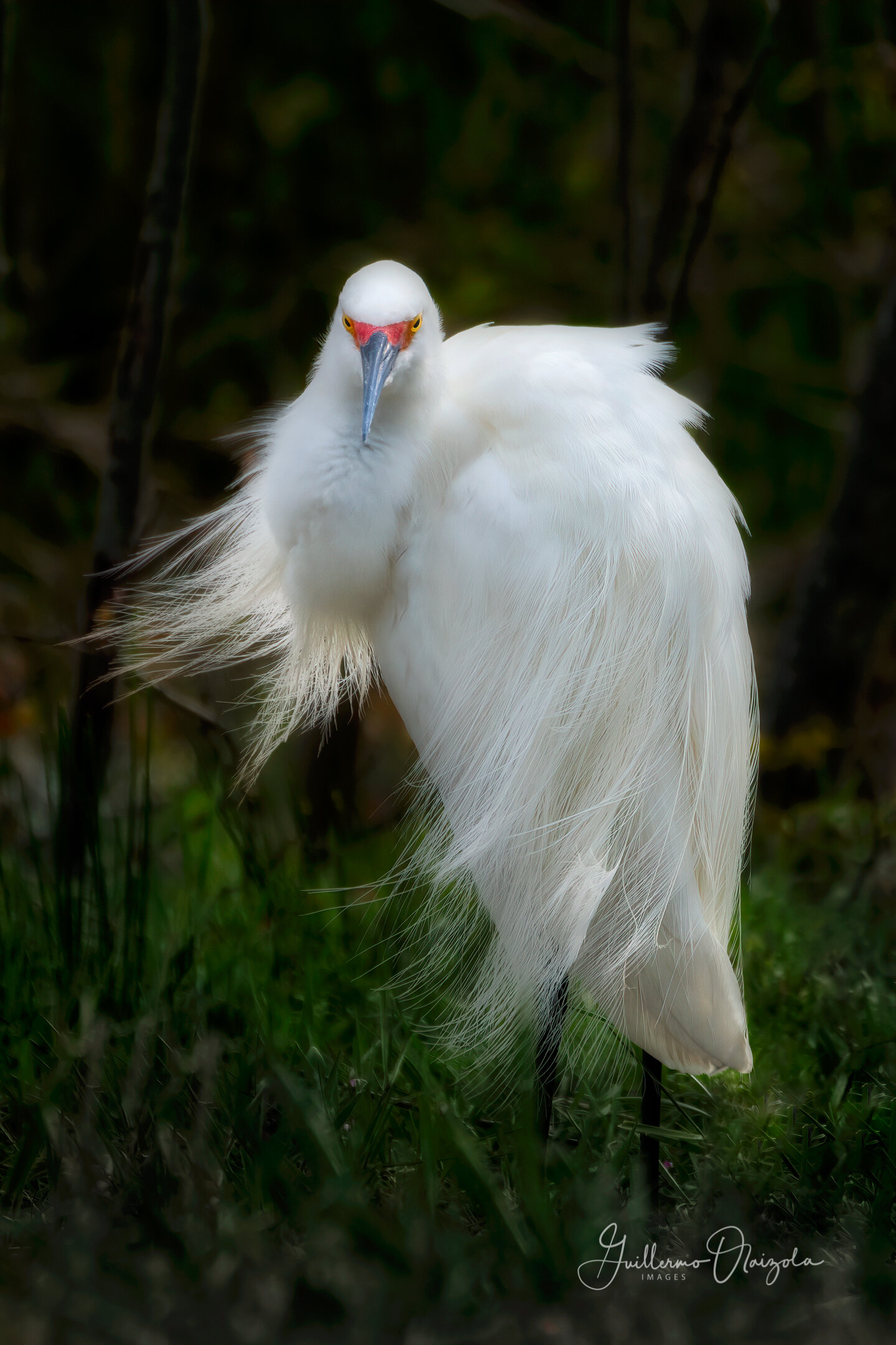 Snowy Egret