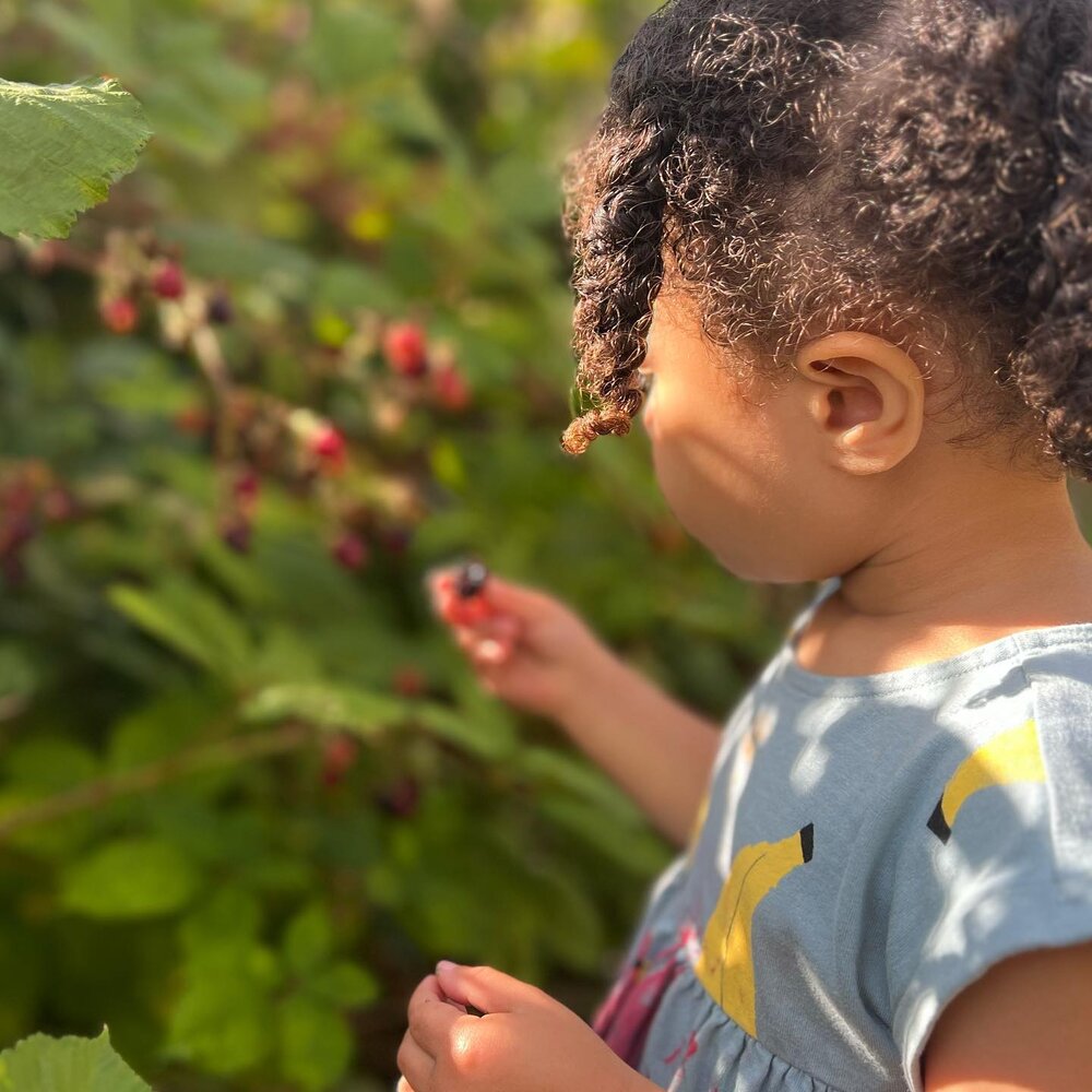 Adding this bush to our secret map of public fruit in the East Bay. #blackberries #fatherhood