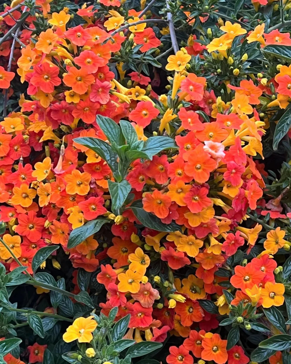 In between bearing witness to the barbarity, I bear witness to beauty.