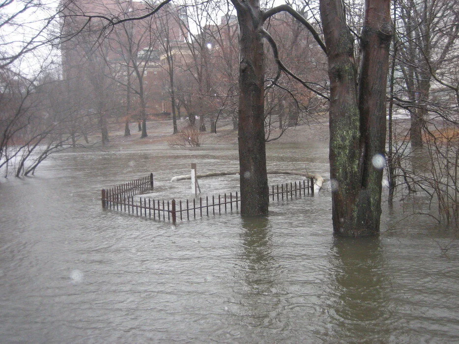 Muddy River Flood: Janurary 2010
