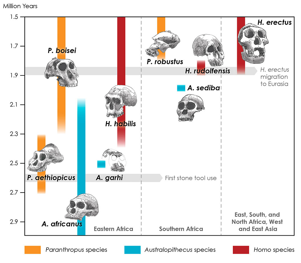 Hominin Timeline