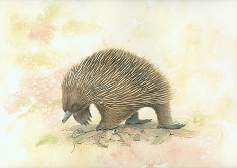 Short-Beaked Echidna