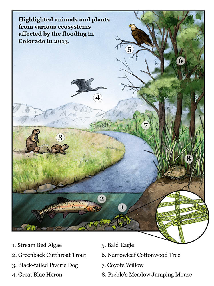 Colorado Riparian Ecology