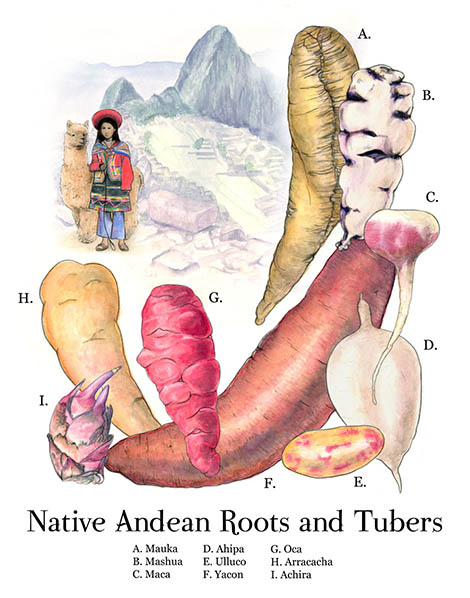 Native Andean Roots and Tubers