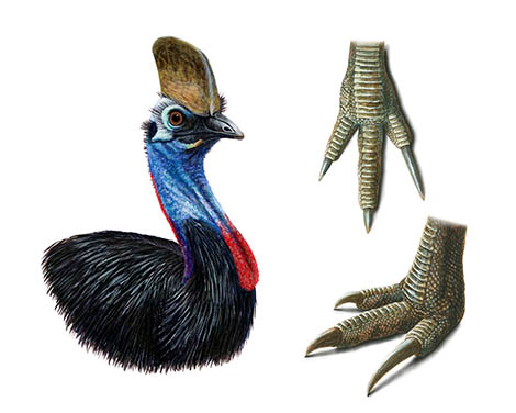 Southern Cassowary