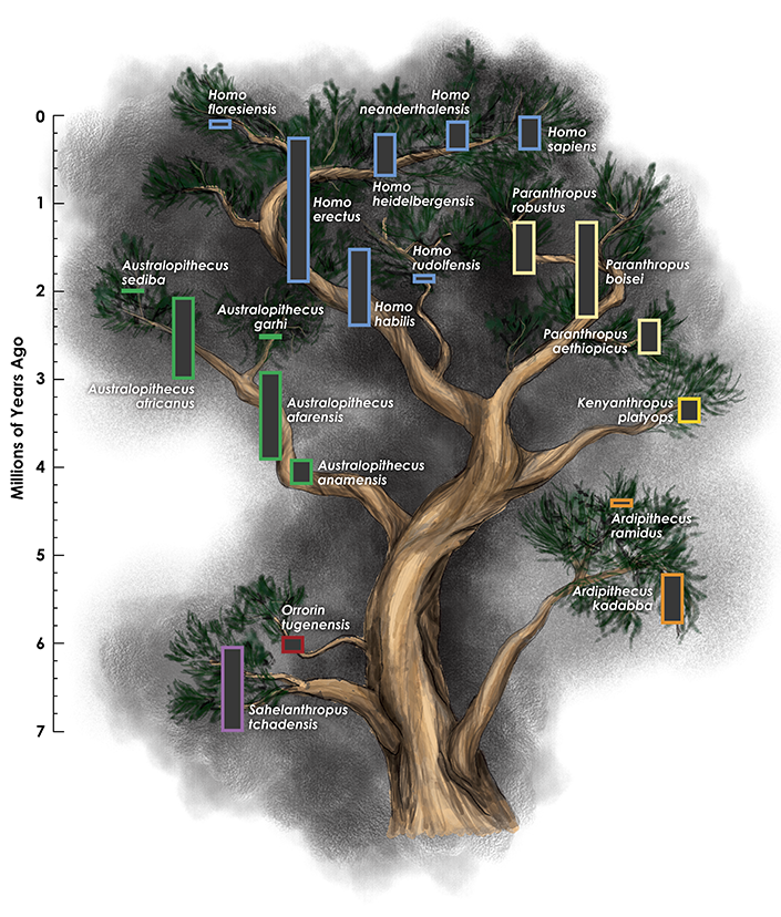 Hominin Tree