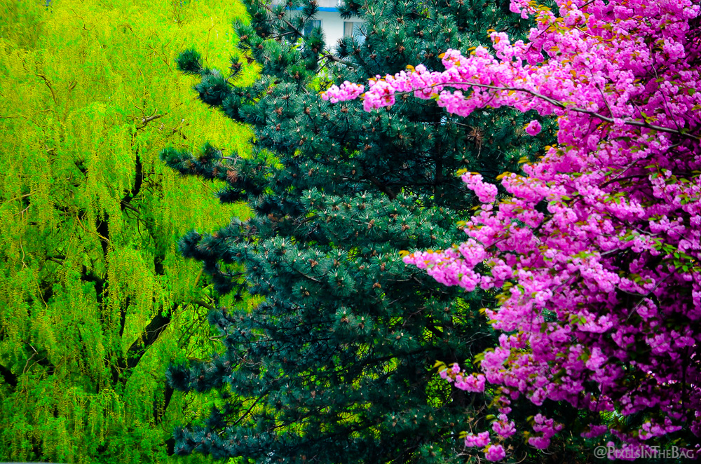 Beautiful colors of spring.