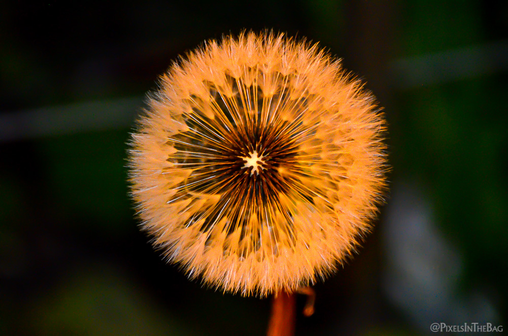Dandelion in the evening light.