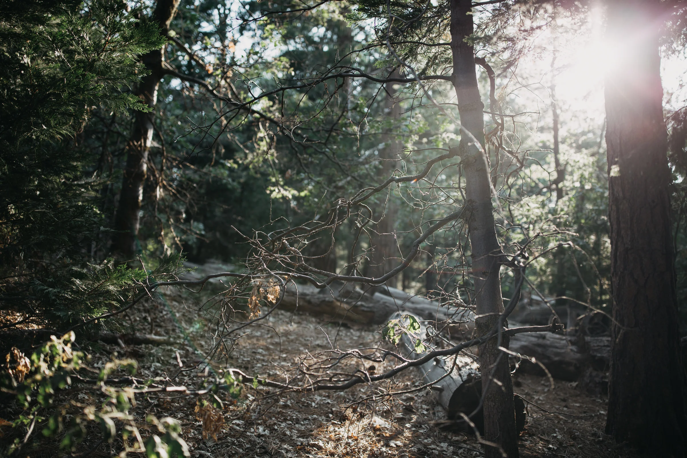 Mandy + Matt Blog-116.jpg