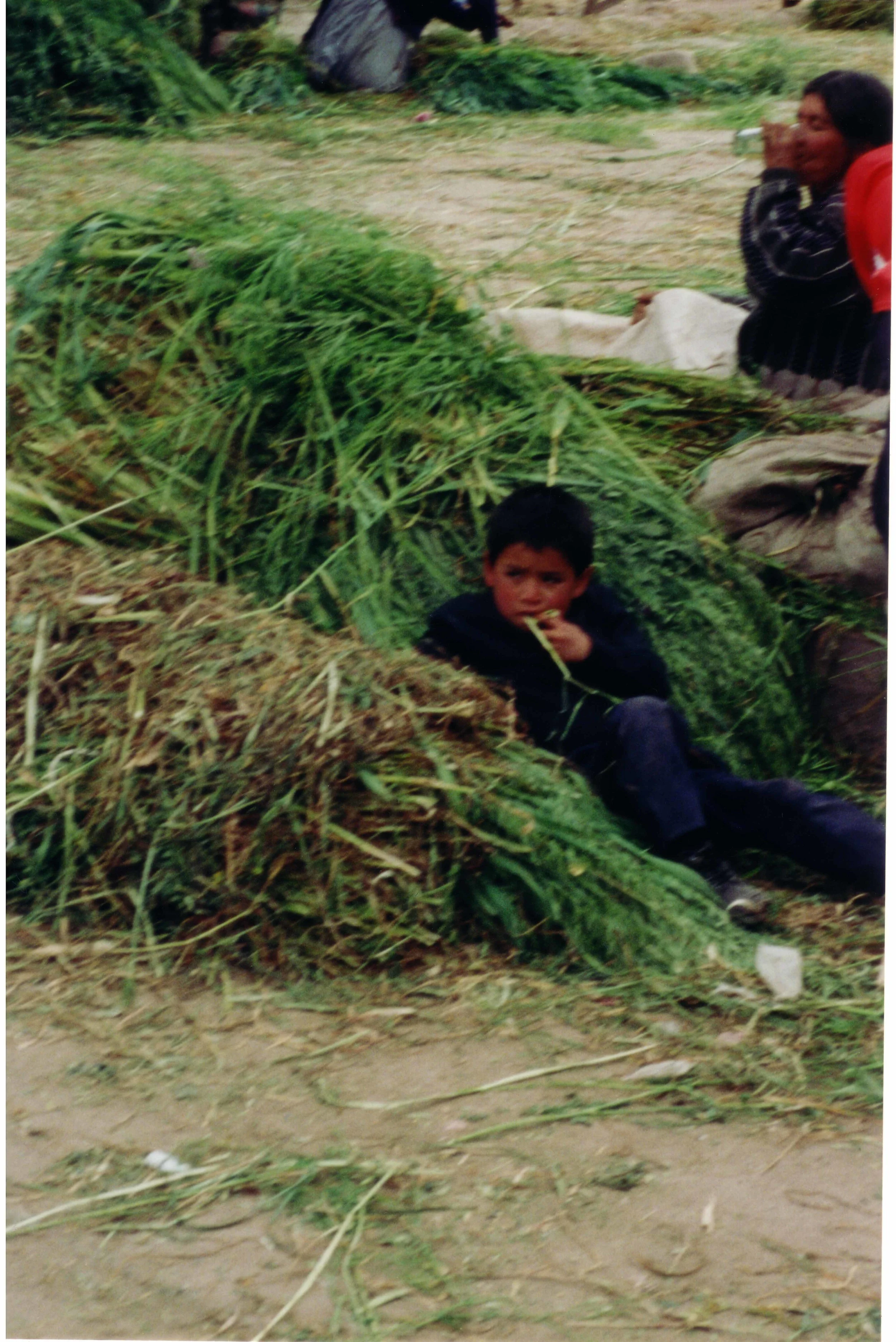 Boy in haystack.jpg