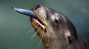 Feeding Sea Lions