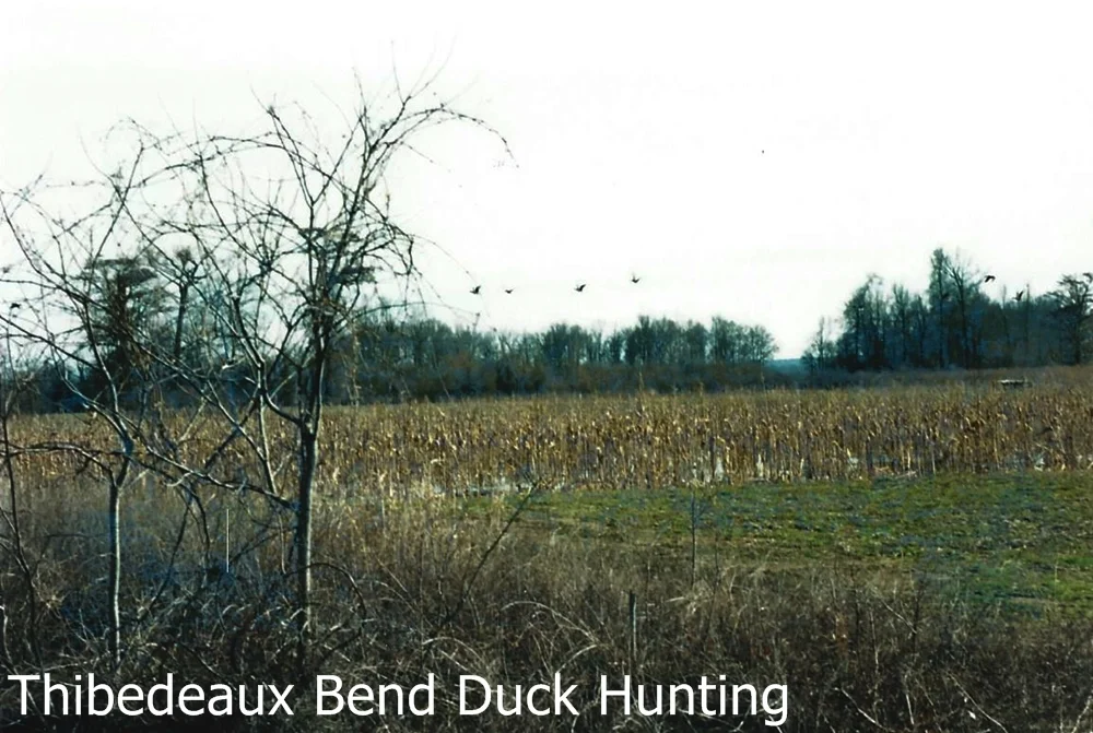The Land — Thibedeaux Bend duck hunting