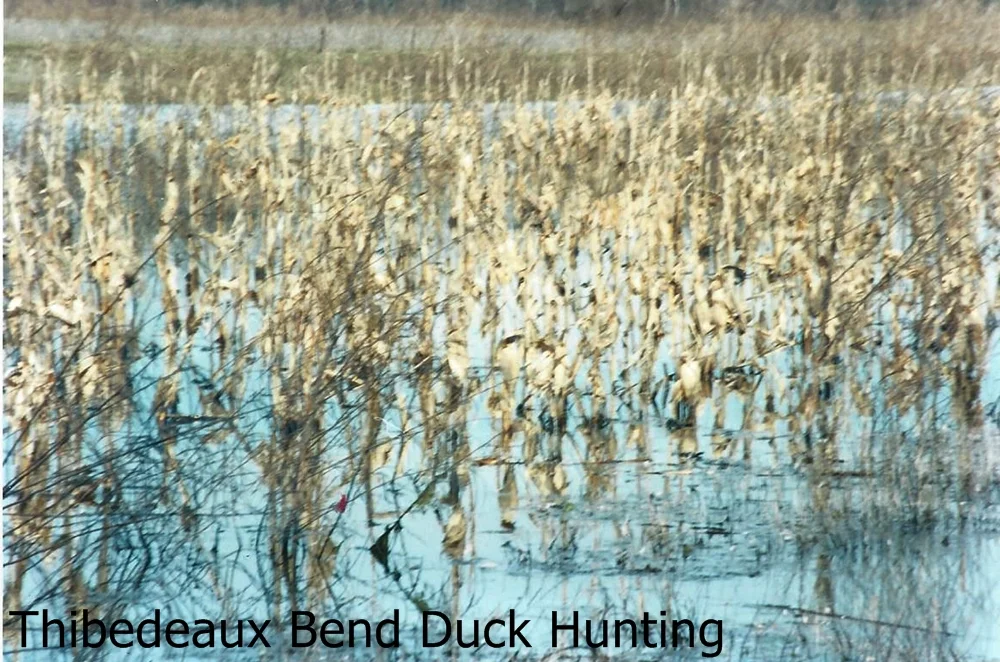 Duck Hole at Thibedeaux Bend Duck Hunting(2).jpg