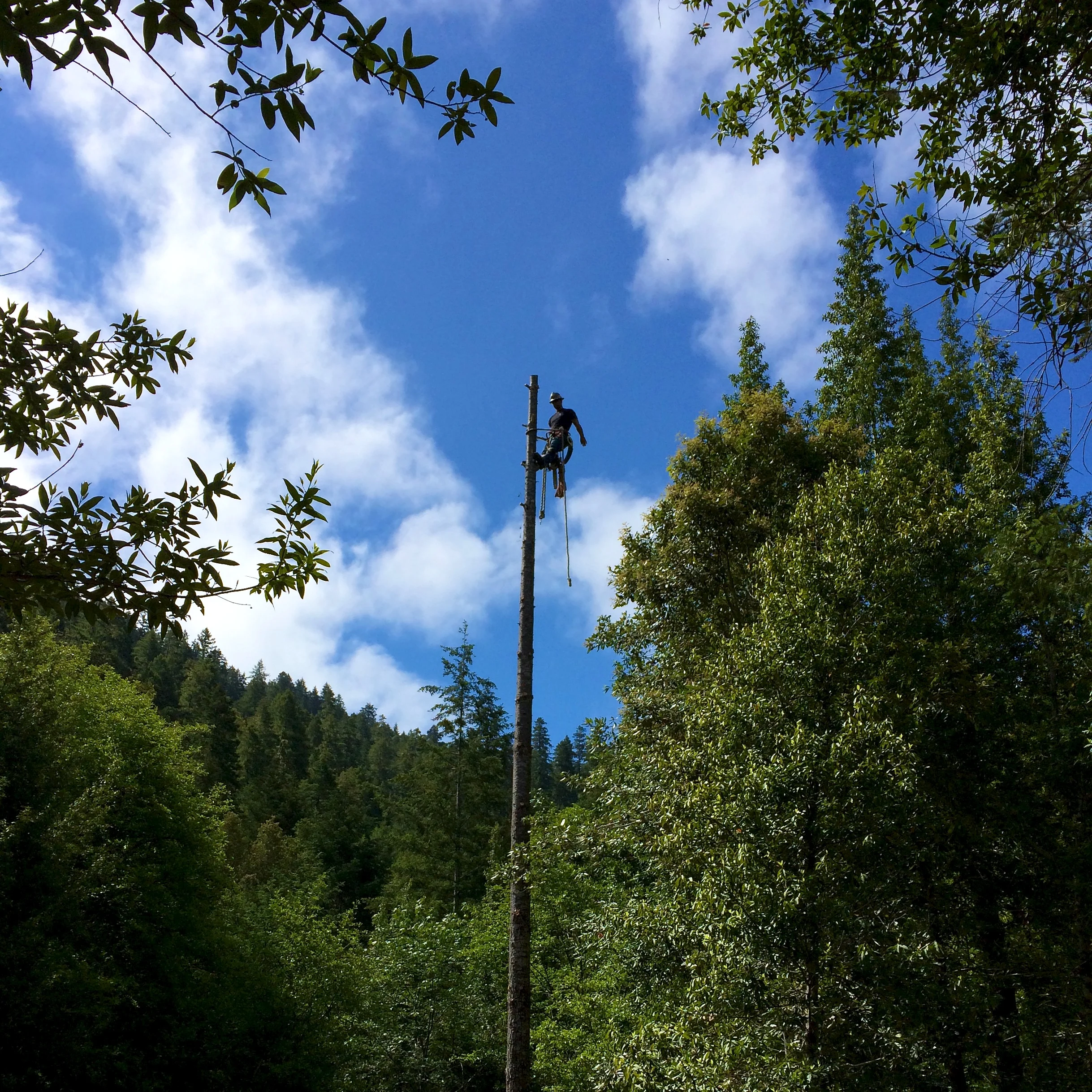Turning Trees into Toothpicks