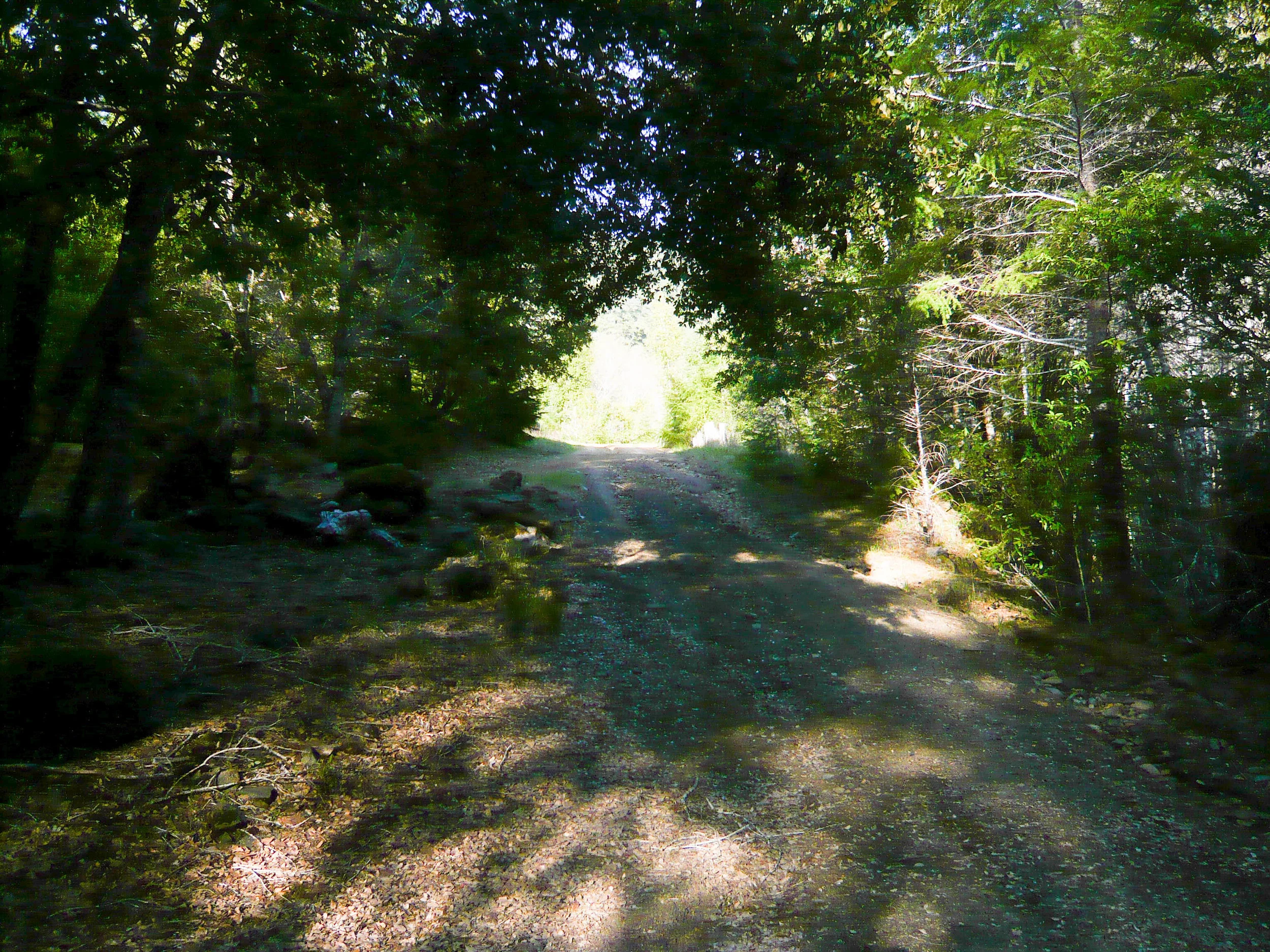 The last little bit of road before our cabin.