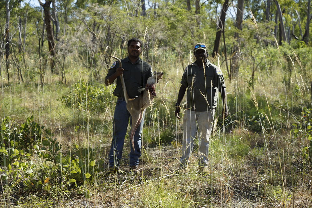 Djelk+Rangers+with+Wallaby+catch.+Photo+Guy+Fitzhardinge.jpeg