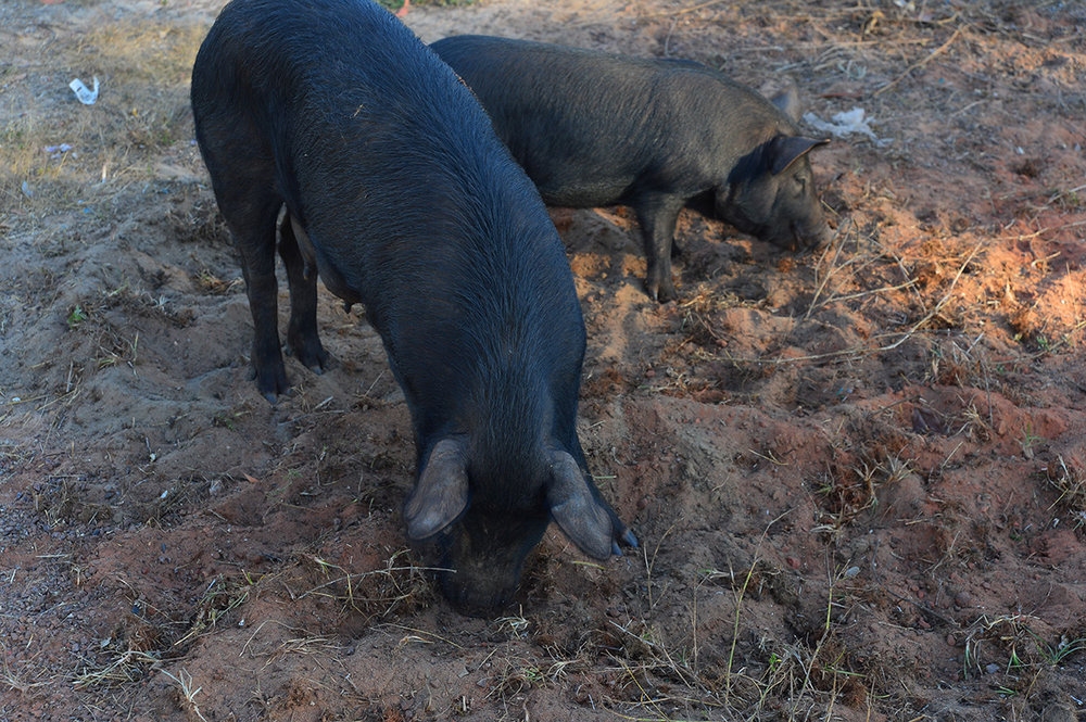 Feral+pigs+in+Maningrida.+Photo+David+Leece.jpg