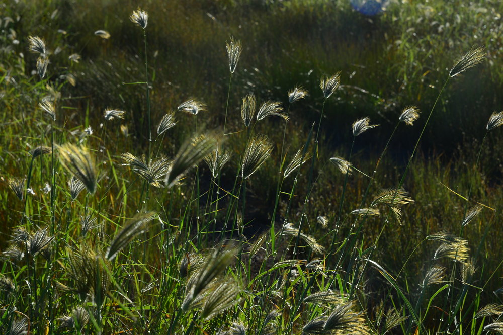 Grasses.+Photo+David+Leece.jpeg