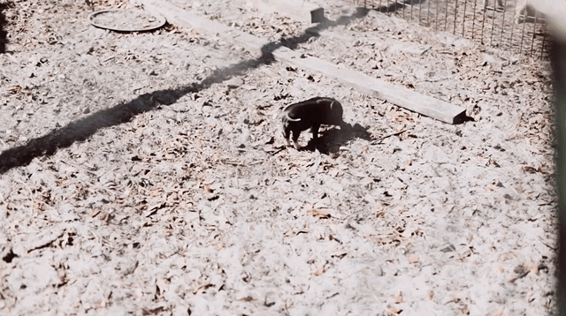 The little piglets were so skittish! They reminded me of kittens.