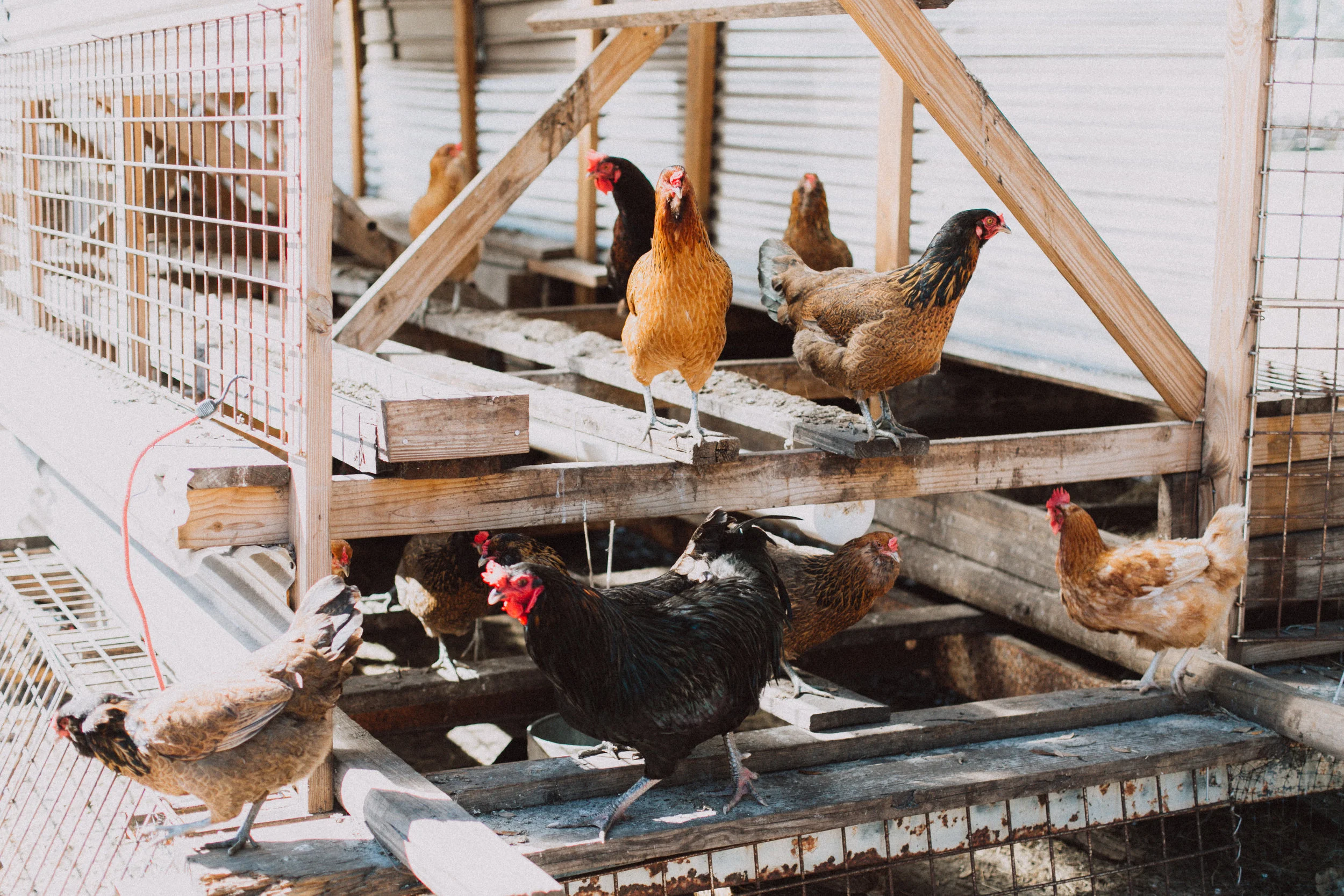 Shauna_Hundeby_From+Coast+to+Coast_Sunshine+Ranch-21-8023.jpg