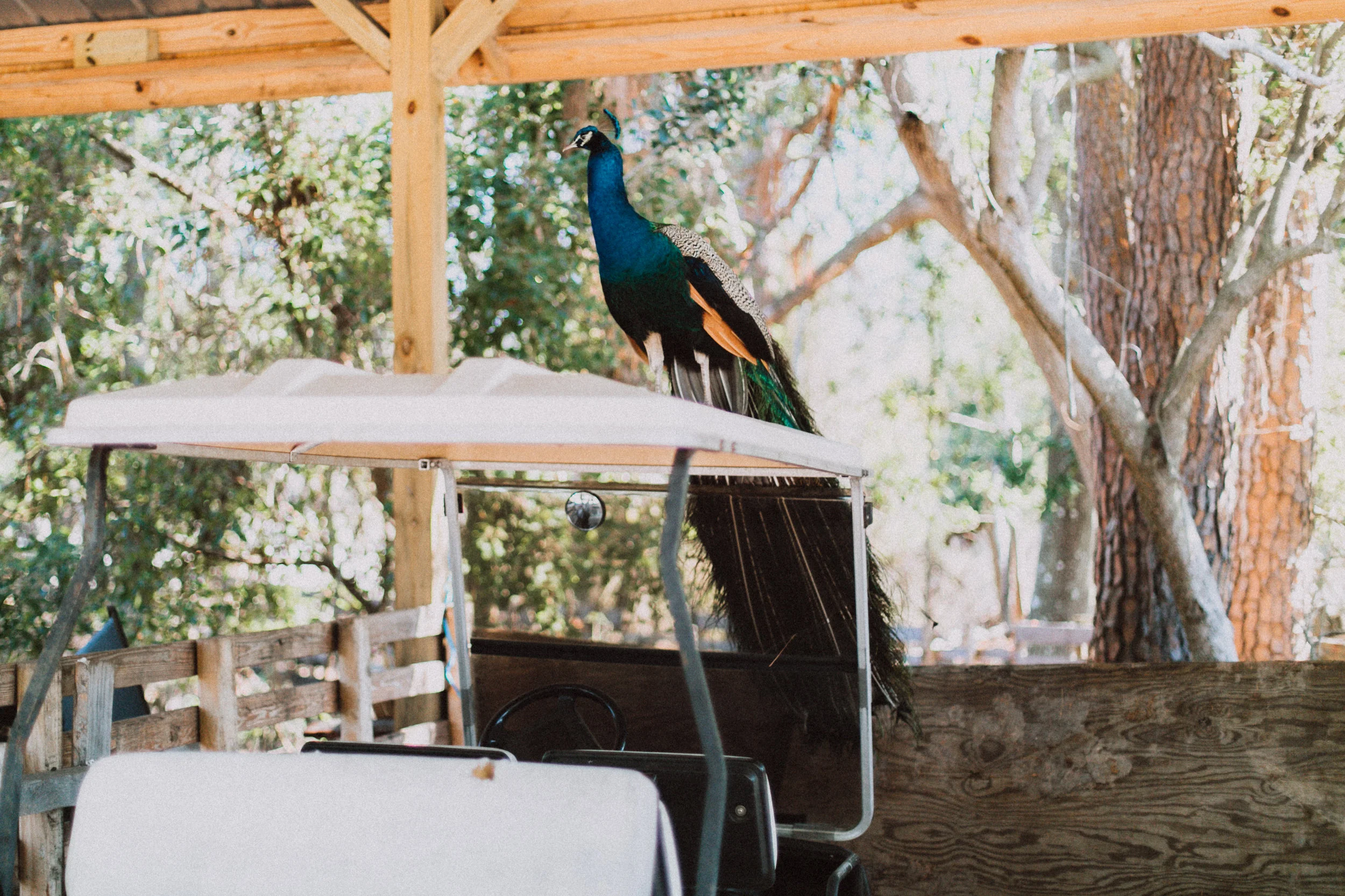 Shauna_Hundeby_From+Coast+to+Coast_Sunshine+Ranch-28-8036.jpg