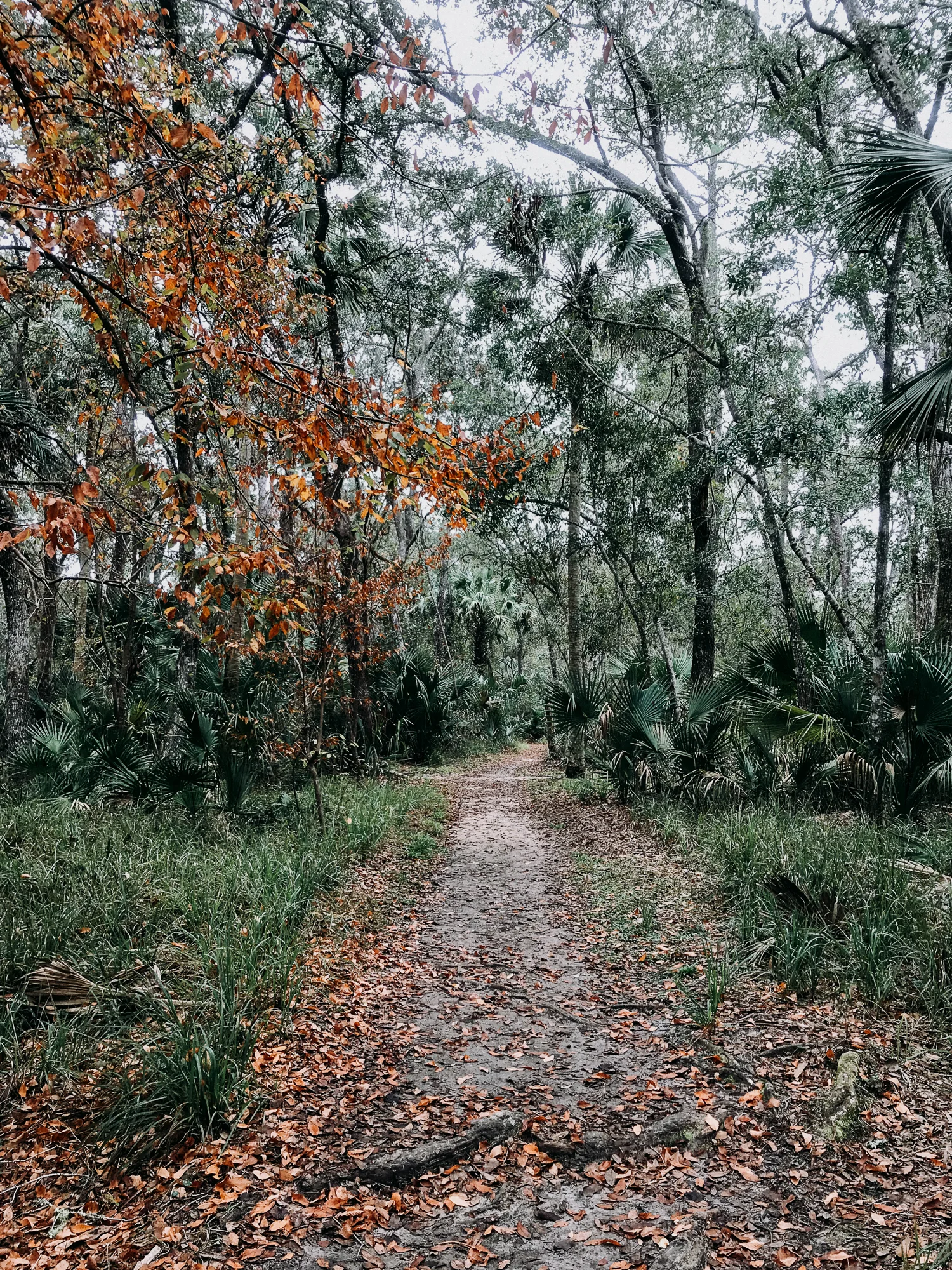 From-Coast-to-Coast-Camping-Juniper-Springs-ocala-national-forest-17-.jpg