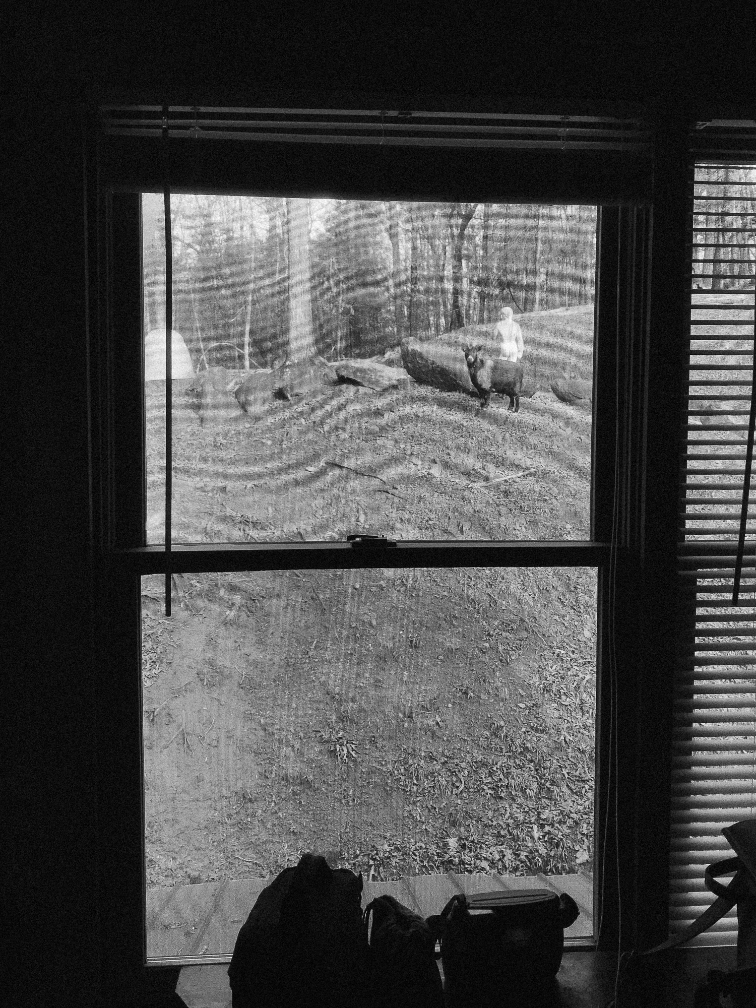 When we woke up the first morning, we opened the window to see the goat staring in at us (probably waiting for treats). 