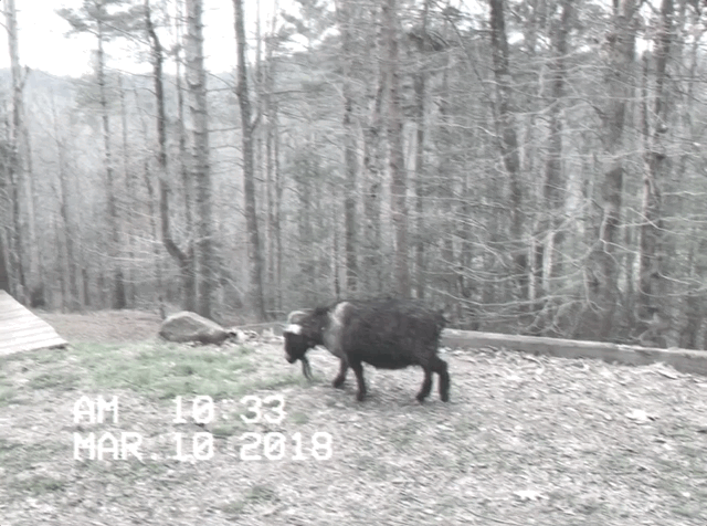 GOAT-walking.gif