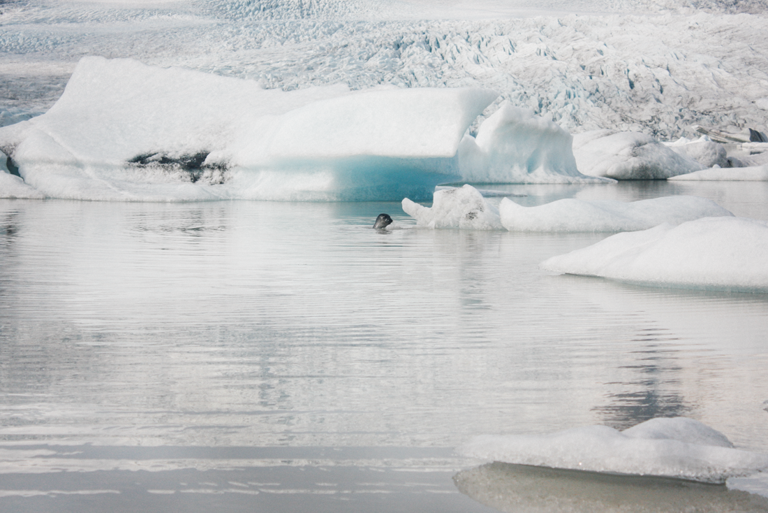 Iceland Glacier Lagoon, seal.png