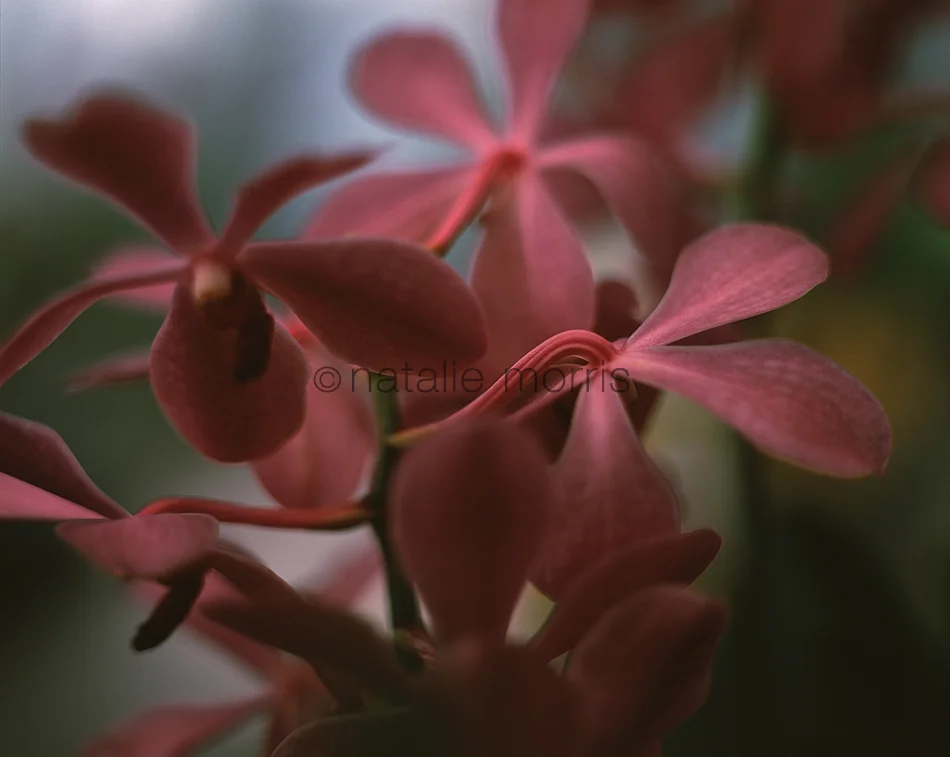 blush