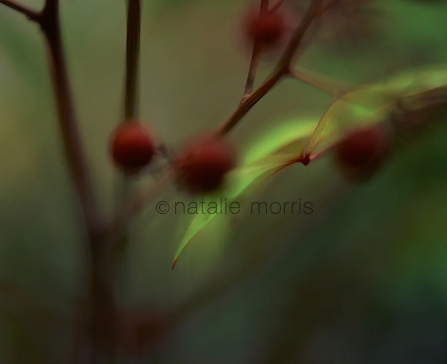 claret