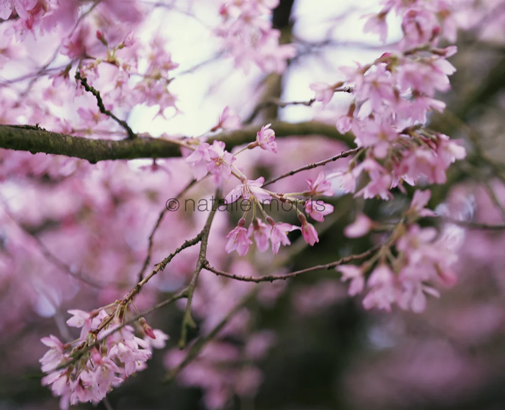 SPRING PINK FLOWERS ECW copy.jpg