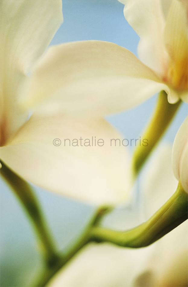 stems