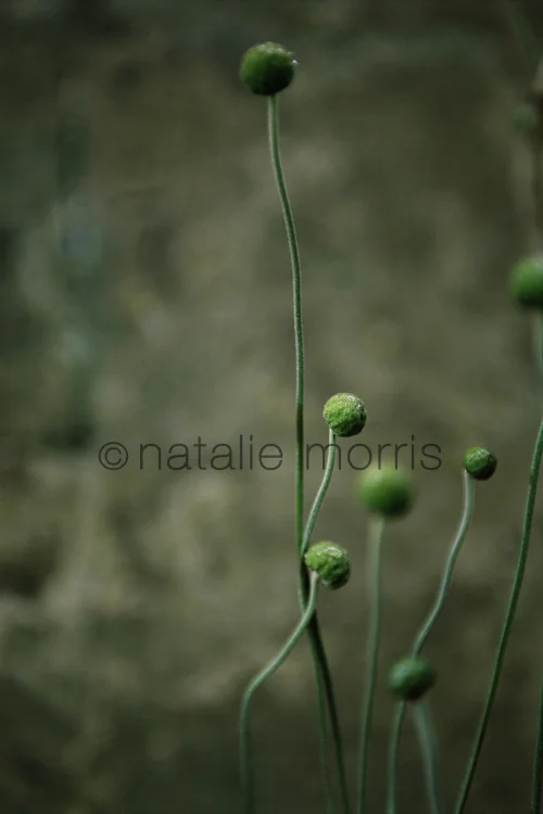 tintern 03