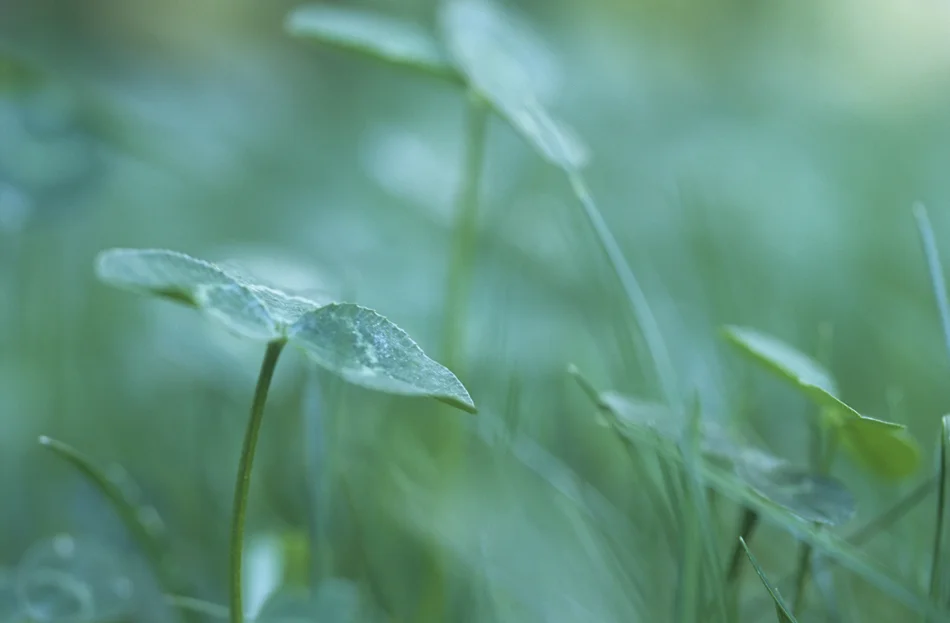 clover_950.jpg