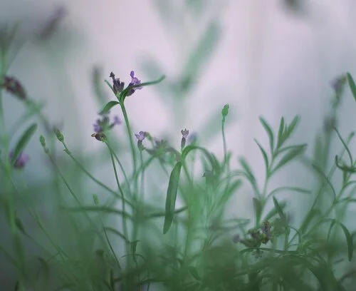 image-asset (2).jpeg