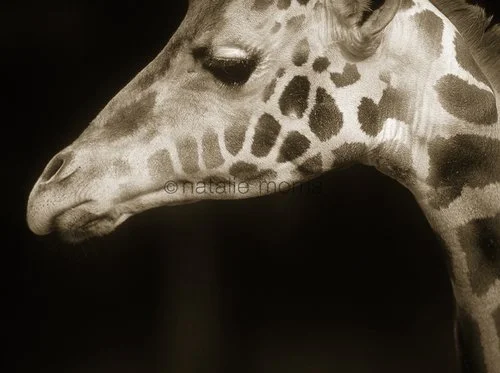 giraffeportrait+copy.jpeg