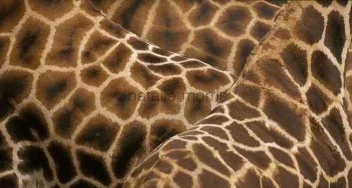 giraffe_pattern+copy.jpeg