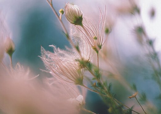 whisp_02.jpg