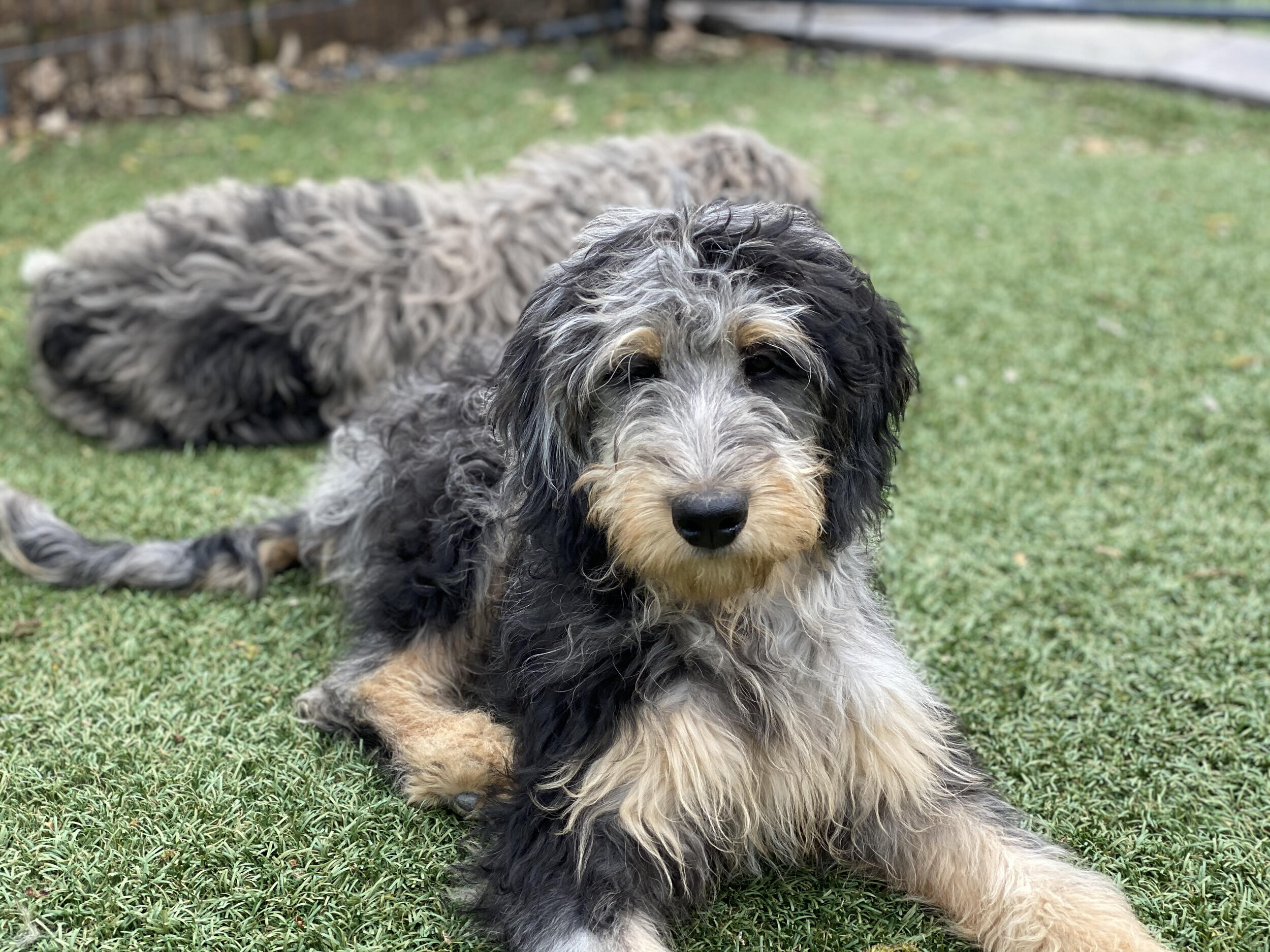 phantom aussiedoodle