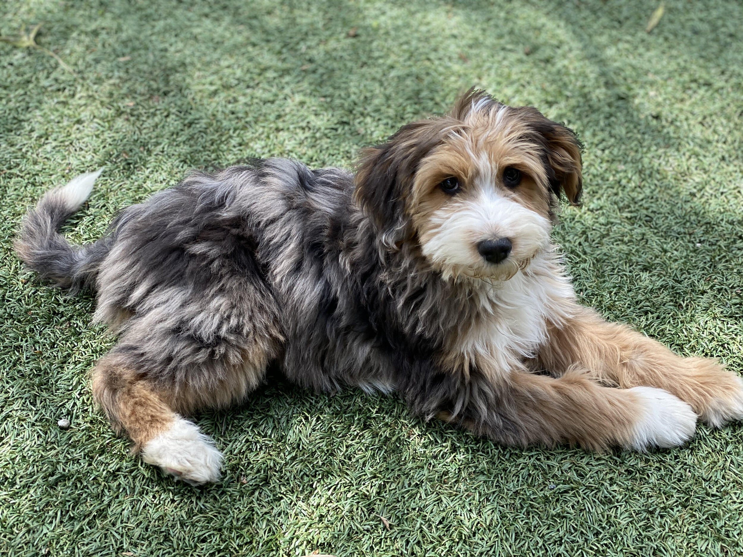 phantom aussiedoodle