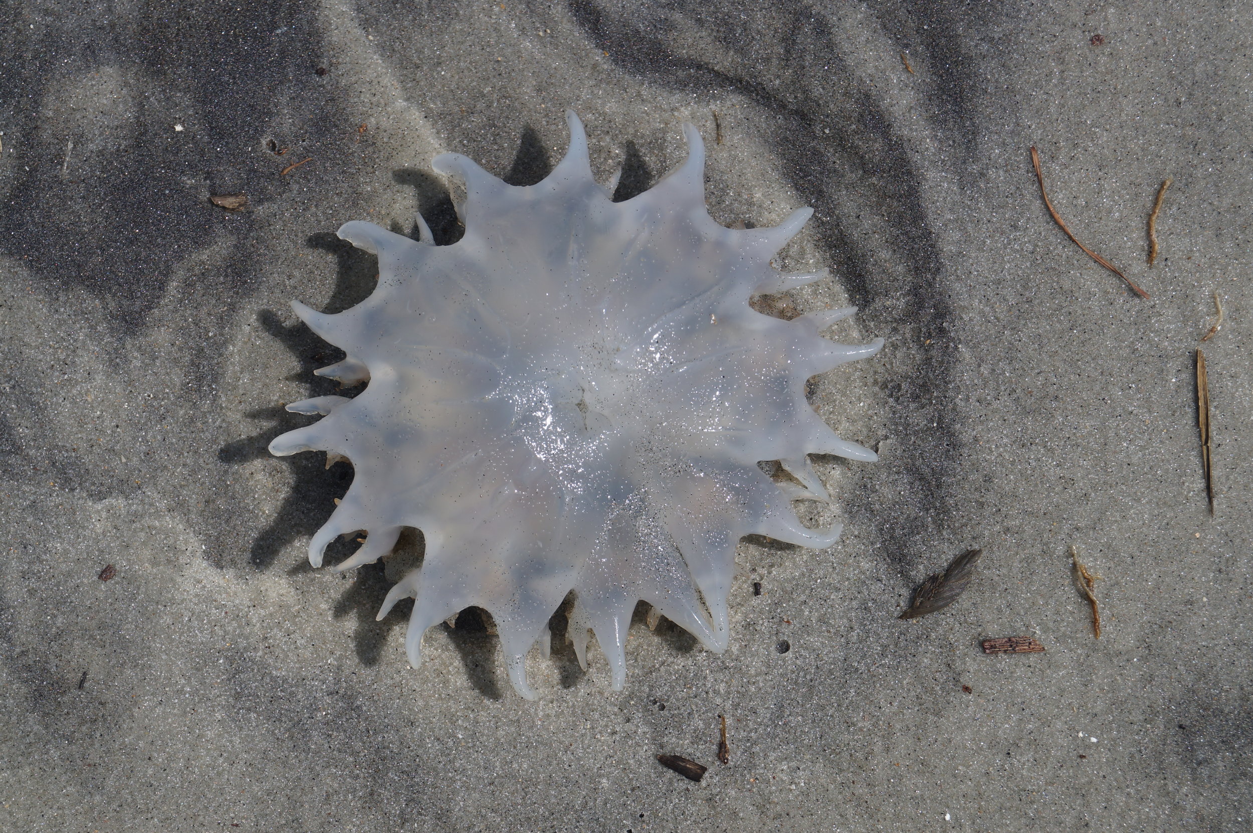 Is this a jellyfish?